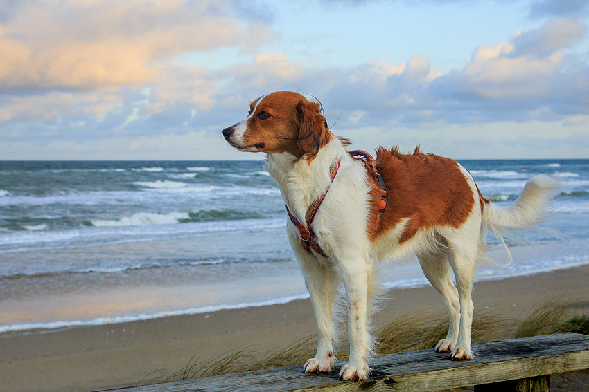 Urlaub mit Hund in Dänemark