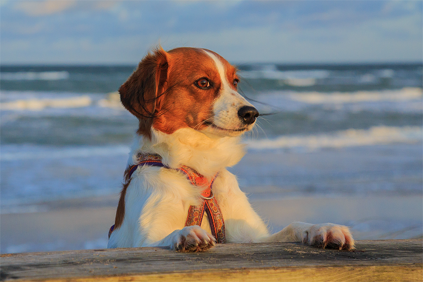 Urlaub mit Hund in Dänemark