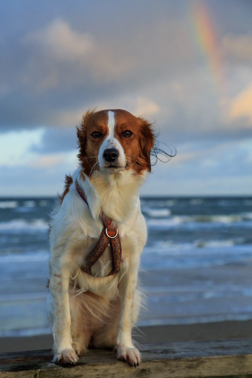 Urlaub mit Hund in Dänemark