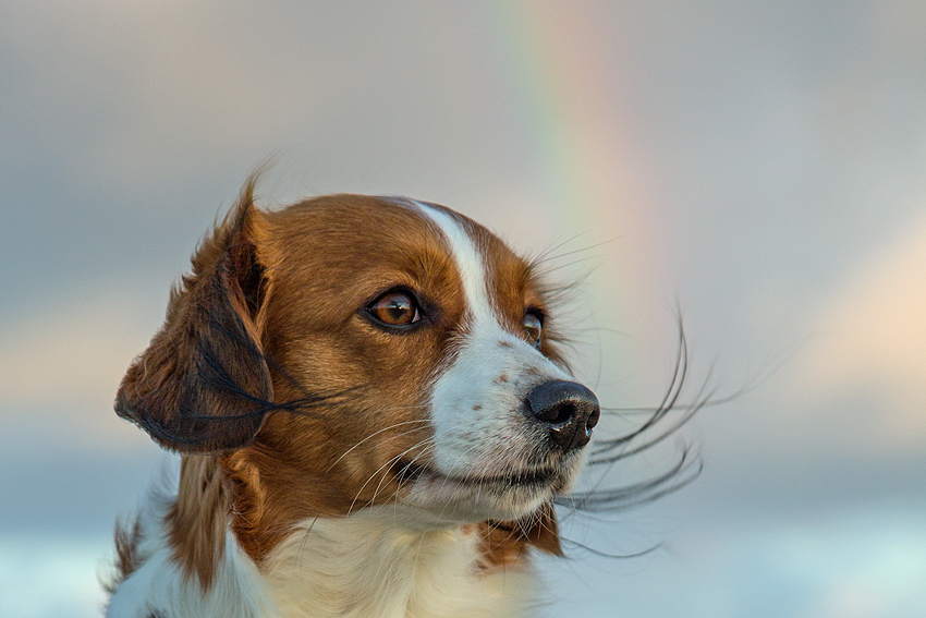 Urlaub mit Hund in Dänemark