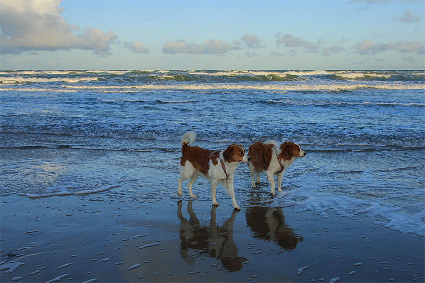 Urlaub mit Hund in Dänemark