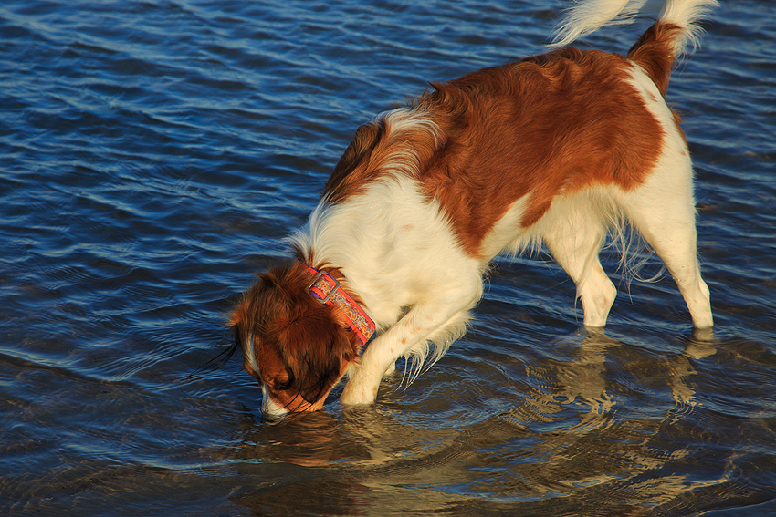 Urlaub mit Hund in Dänemark - Oktober 2019