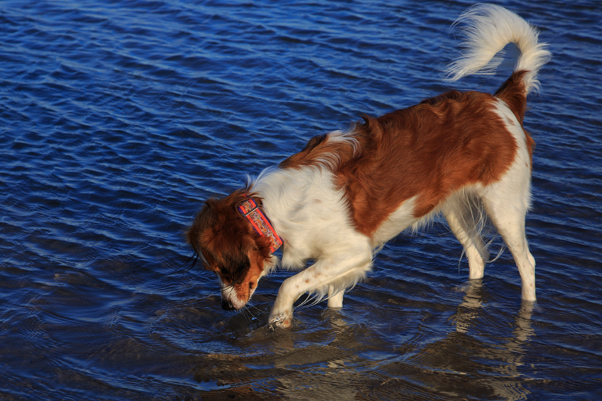 Urlaub mit Hund in Dänemark - Oktober 2019