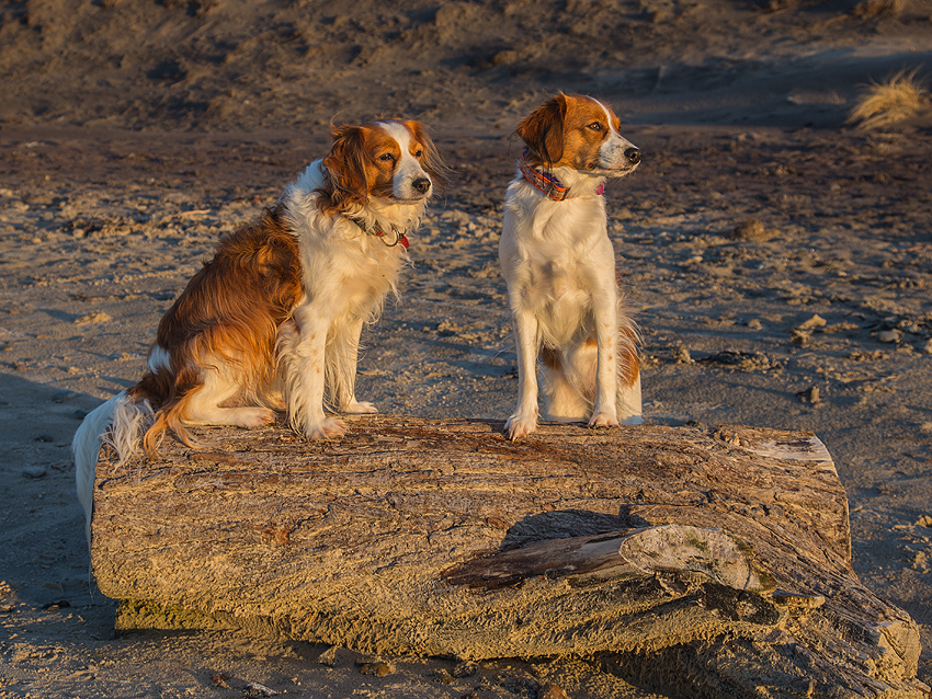 Urlaub mit Hund in Dänemark - Oktober 2019