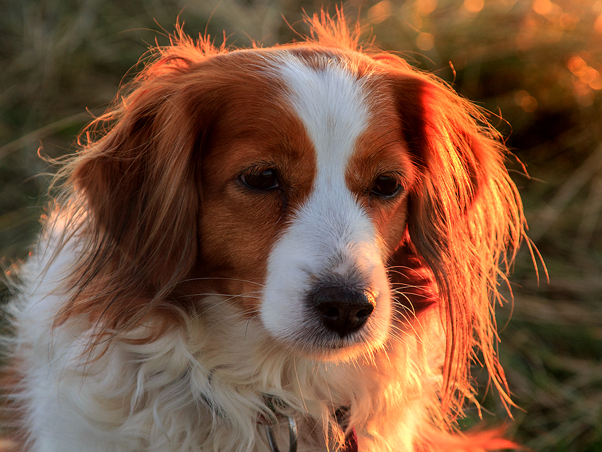 Urlaub mit Hund in Dänemark - Oktober 2019