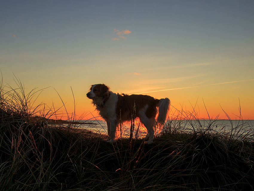 Urlaub mit Hund in Dänemark - Oktober 2019