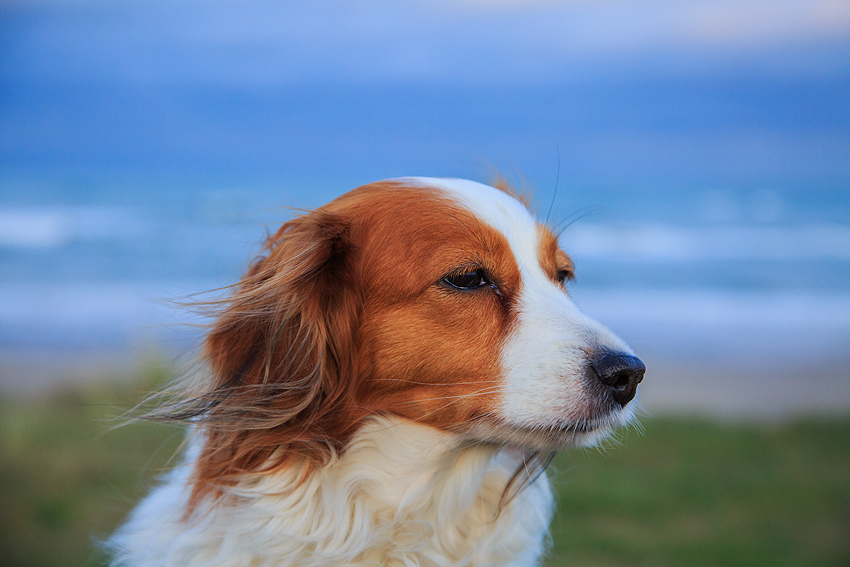 Urlaub mit Hund in Dänemark - November 2019