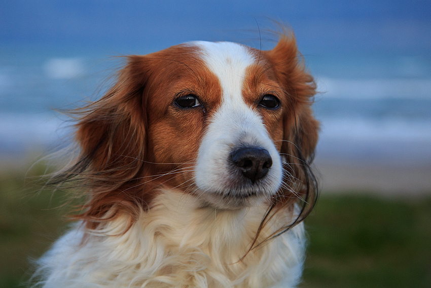 Urlaub mit Hund in Dänemark - November 2019