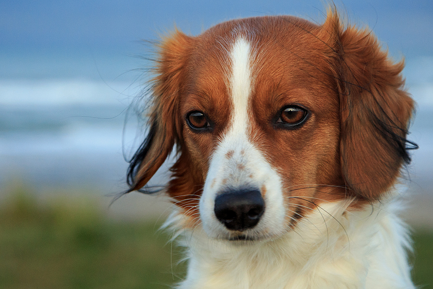 Urlaub mit Hund in Dänemark - November 2019