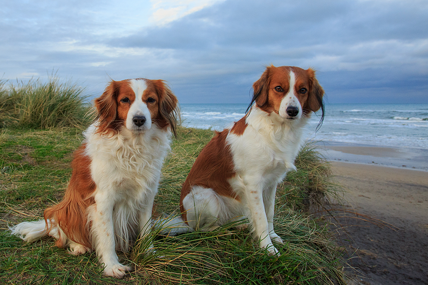 Urlaub mit Hund in Dänemark - November 2019