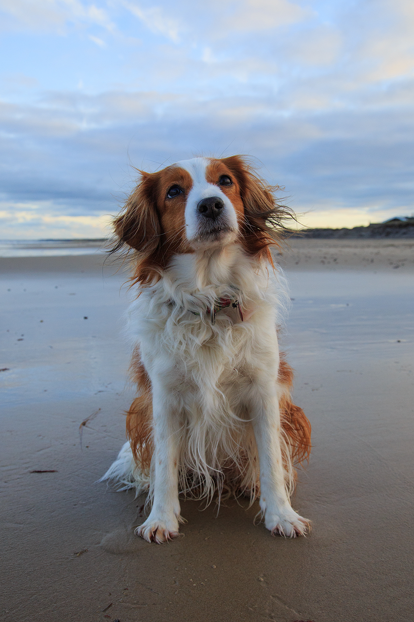 Urlaub mit Hund in Dänemark - November 2018