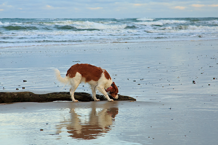 Urlaub mit Hund in Dänemark - November 2019