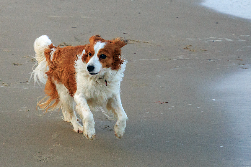 Urlaub mit Hund in Dänemark