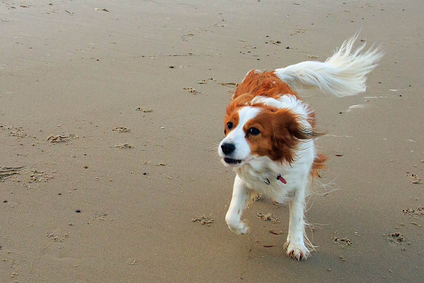 Urlaub mit Hund in Dänemark