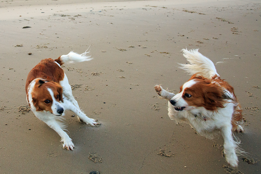 Urlaub mit Hund in Dänemark - Oktober 2019