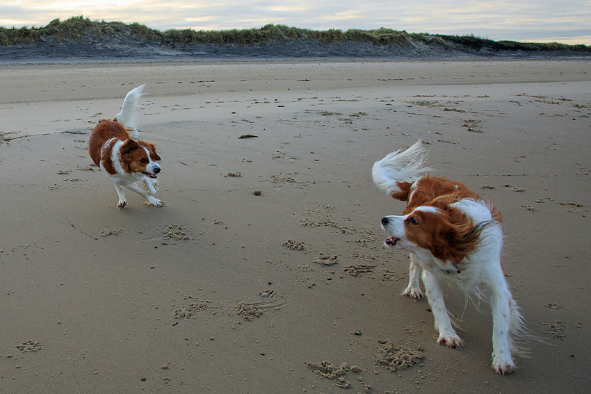 Urlaub mit Hund in Dänemark