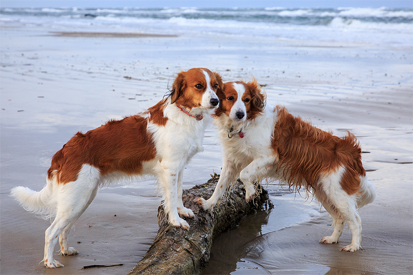 Urlaub mit Hund in Dänemark