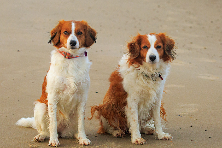 Urlaub mit Hund in Dänemark - Oktober 2019