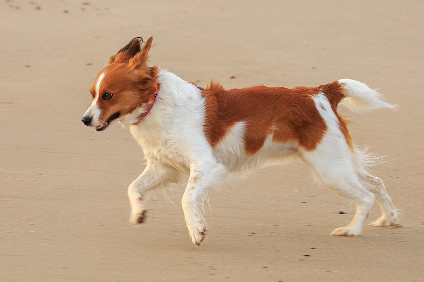 Urlaub mit Hund in Dänemark - Oktober 2019