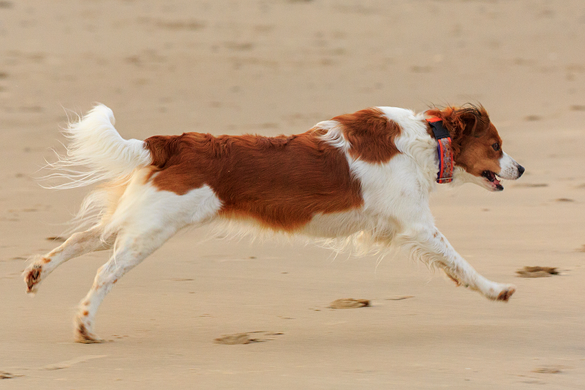 Urlaub mit Hund in Dänemark - Oktober 2019