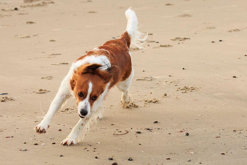 Urlaub mit Hund in Dänemark - Oktober 2019