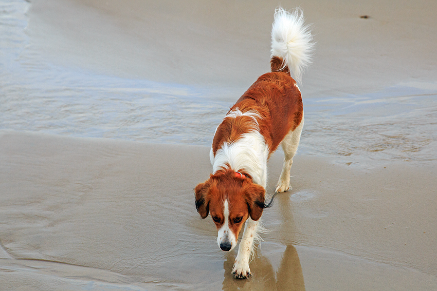 Urlaub mit Hund in Dänemark - November 2019