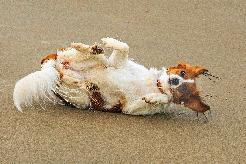 Urlaub mit Hund in Dänemark - November 2019