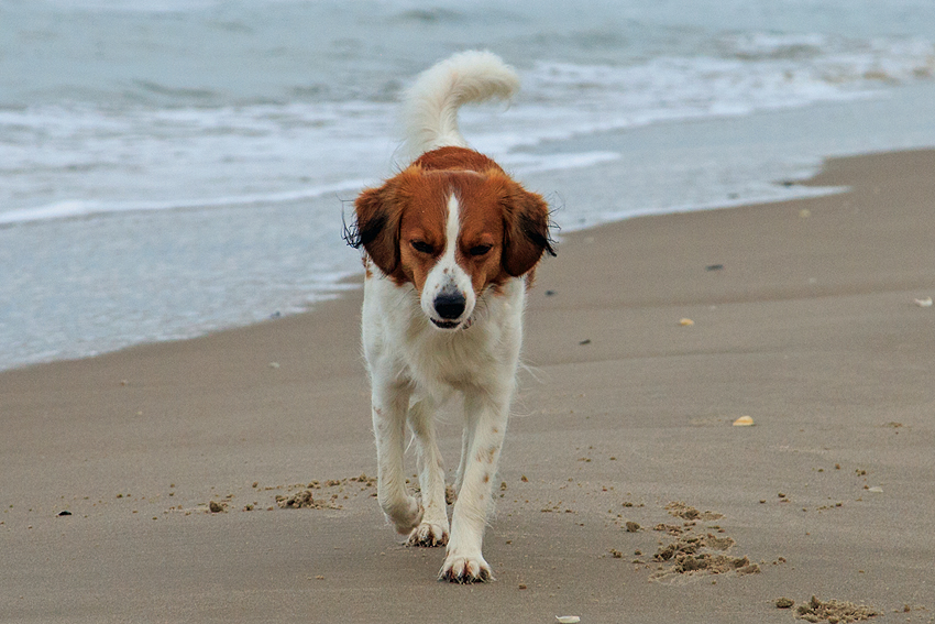 Urlaub mit Hund in Dänemark - November 2019