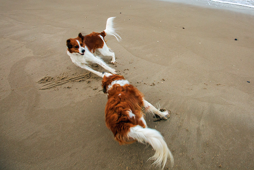 Urlaub mit Hund in Dänemark - November 2019