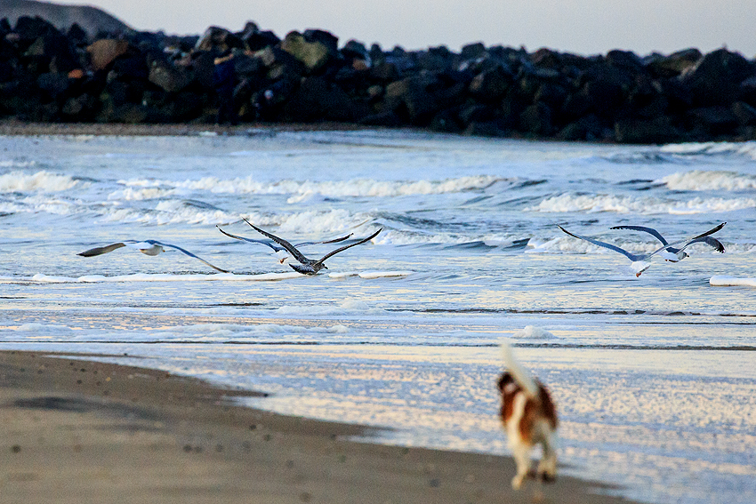 Urlaub mit Hund in Dänemark - November 2019