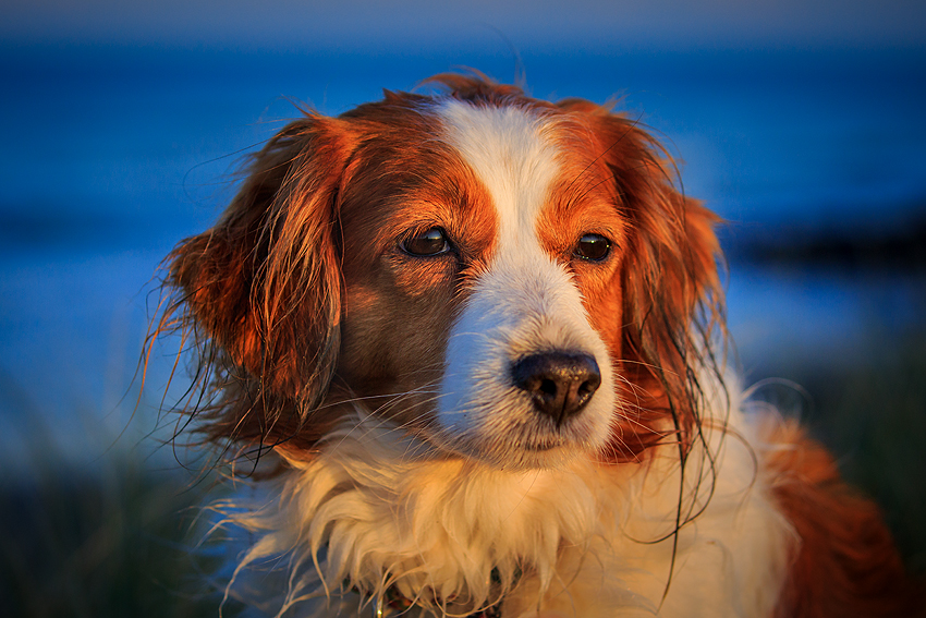 Urlaub mit Hund in Dänemark