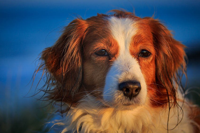 Urlaub mit Hund in Dänemark