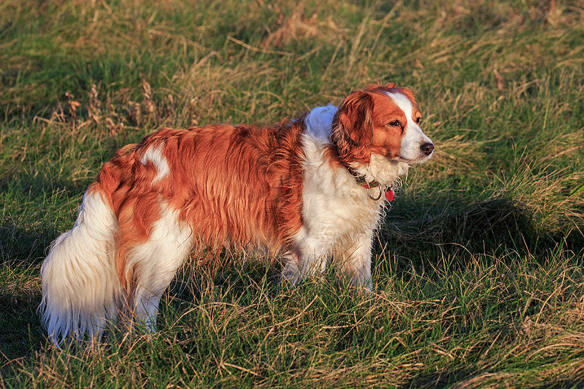 Urlaub mit Hund 2019