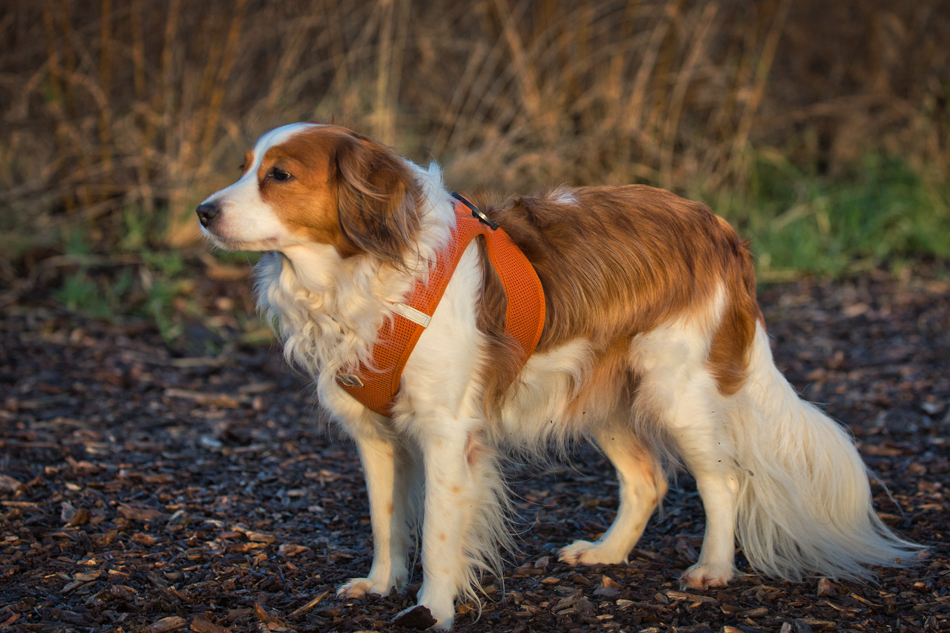 Kooikerhondje aus Langenhorn