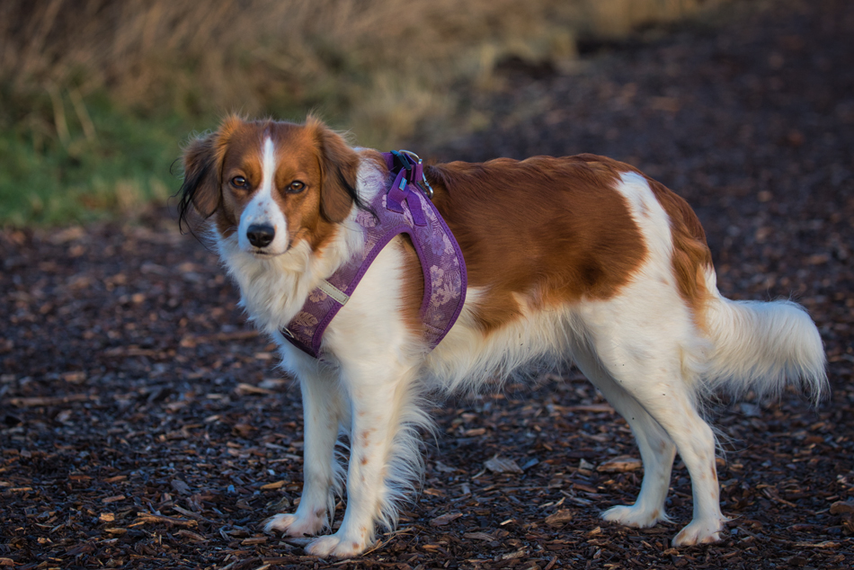 Kooikerhondje aus Langenhorn