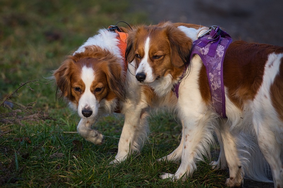 Kooikerhondje aus Langenhorn