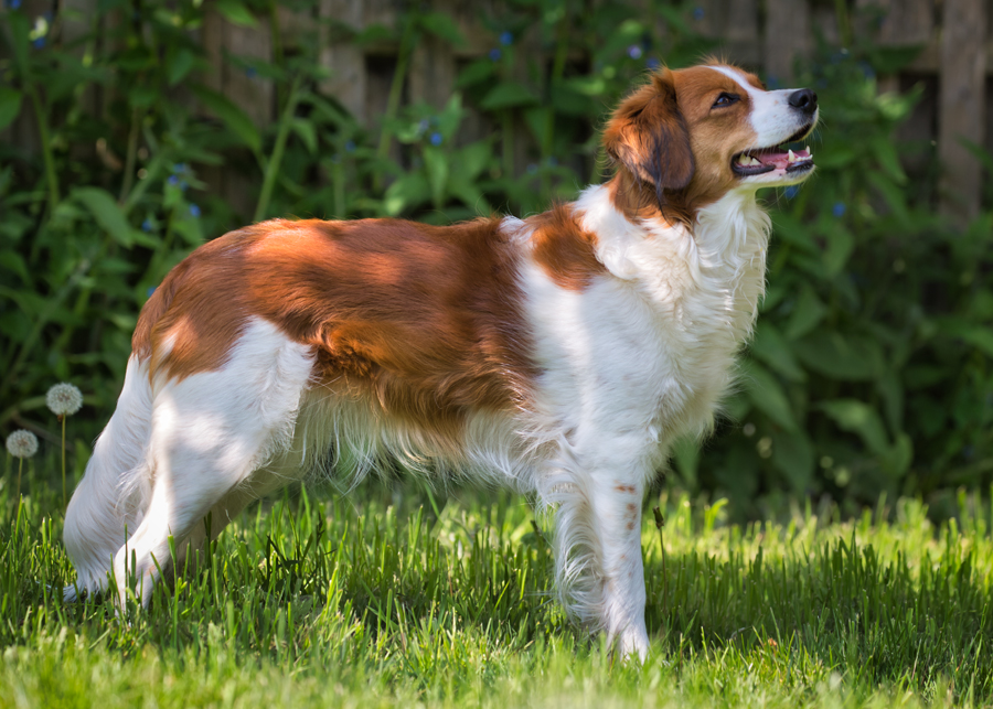 Kooikerhondje aus Langenhorn