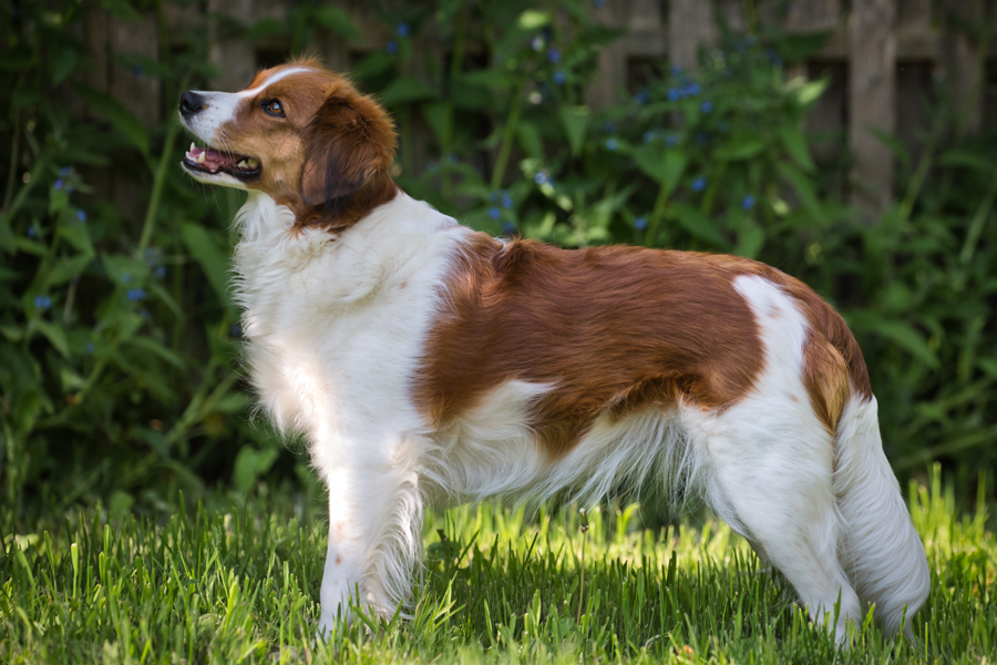 Kooikerhondje Hazel