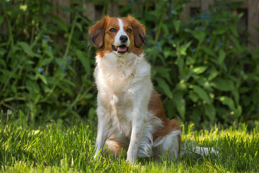 Kooikerhondje Hazel