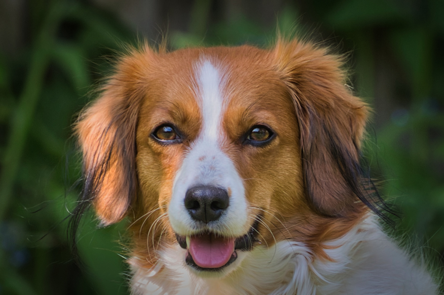 Kooikerhondje aus Langenhorn