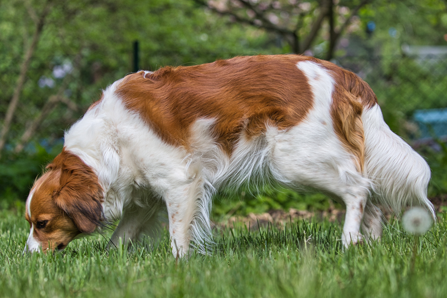 Kooikerhondje aus Langenhorn