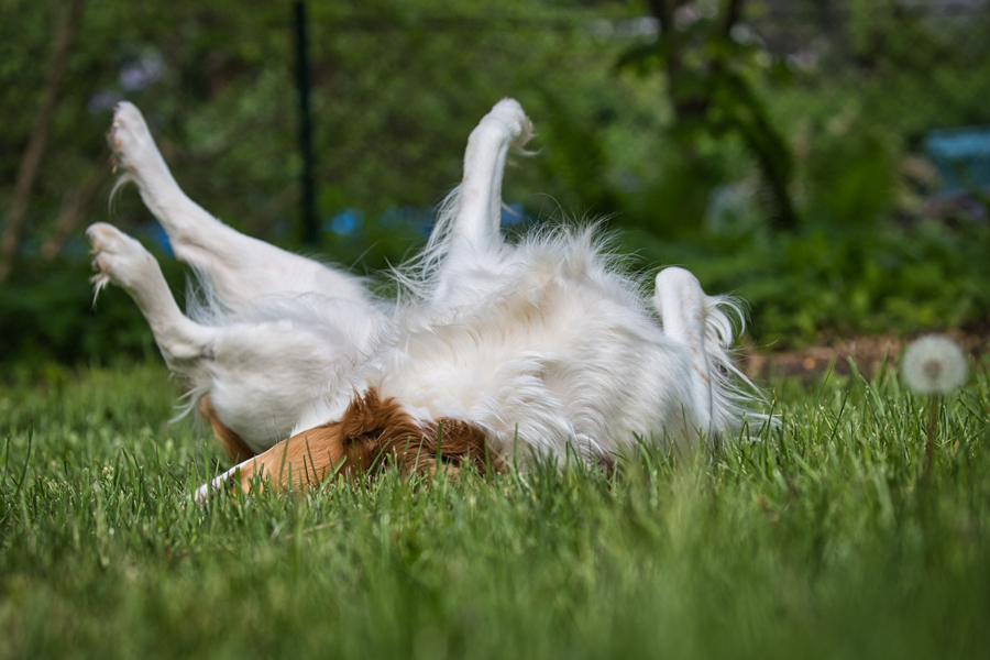 Kooikerhondje aus Langenhorn