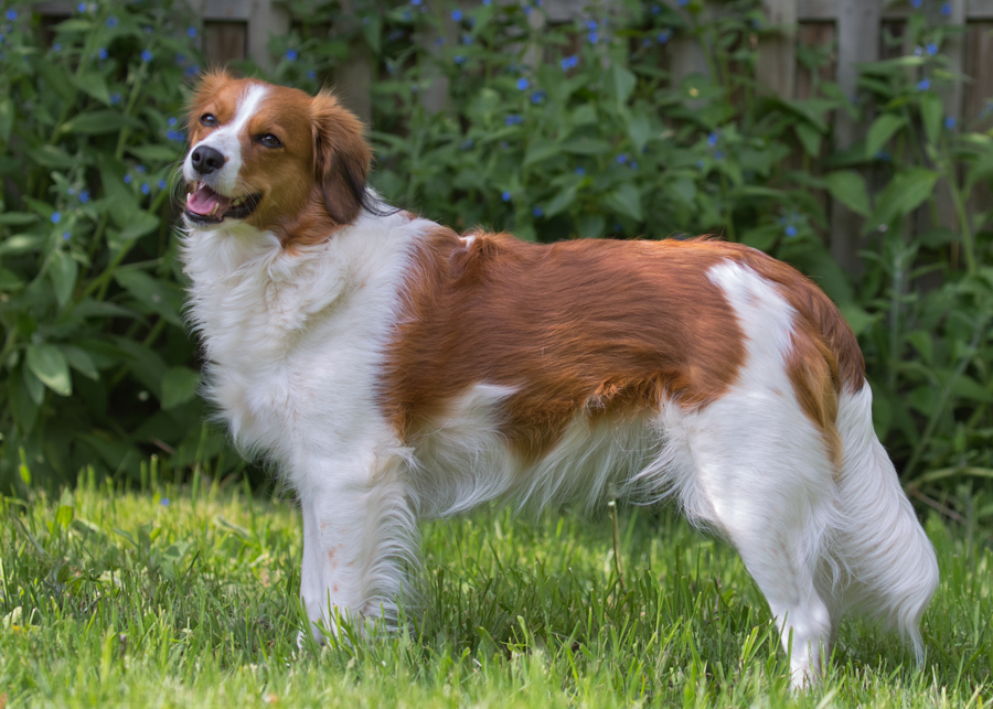 Kooikerhondje aus Langenhorn