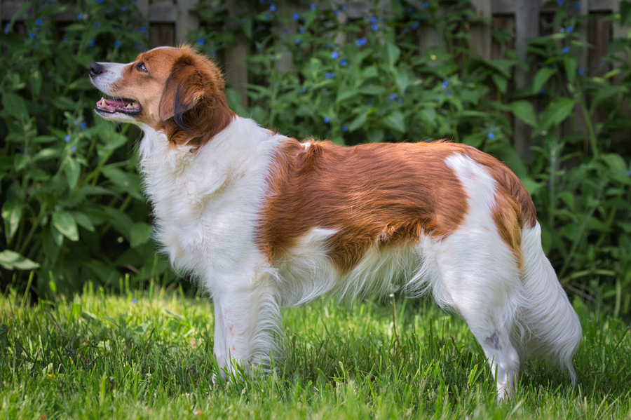 Kooikerhondje aus Langenhorn