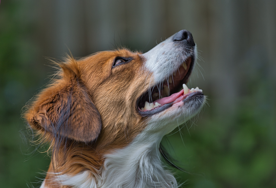 Kooikerhondje aus Langenhorn