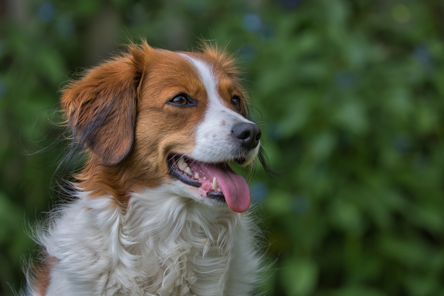 Kooikerhondje aus Langenhorn