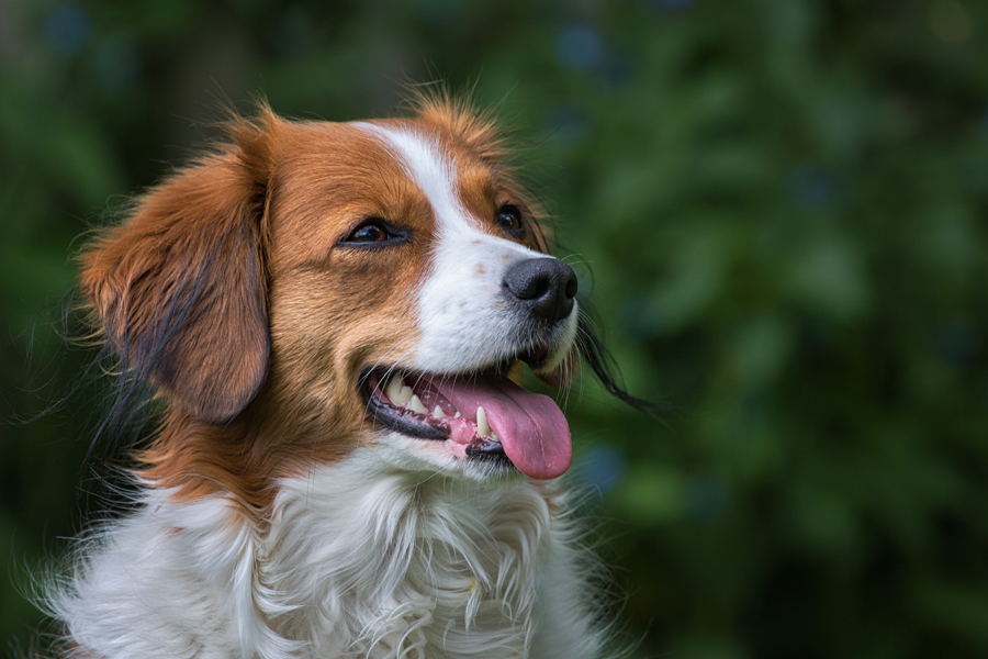 Kooikerhondje aus Langenhorn