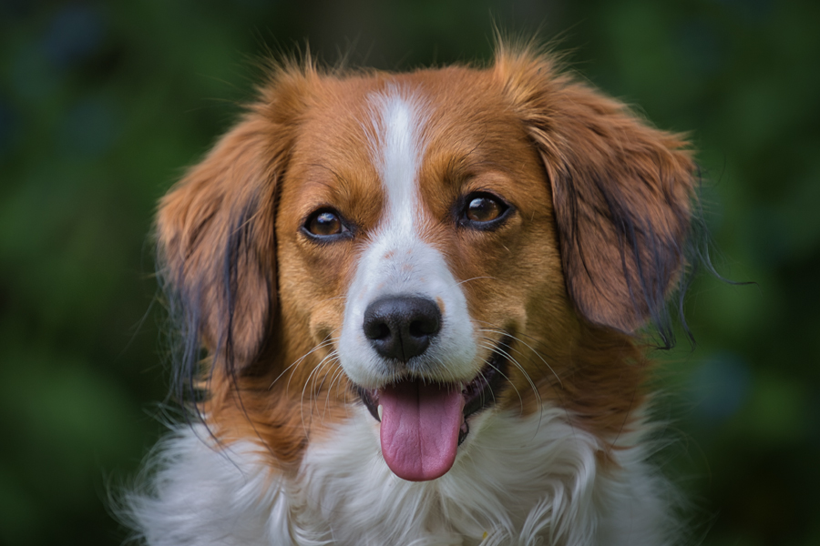 Kooikerhondje aus Langenhorn