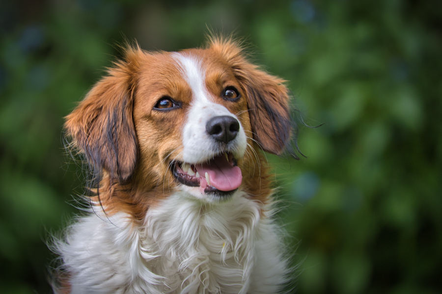 Kooikerhondje aus Langenhorn