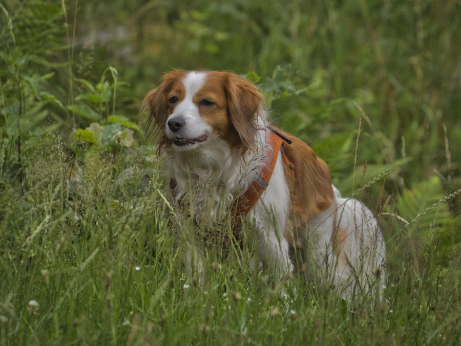 Kooikerhondje aus Langenhorn